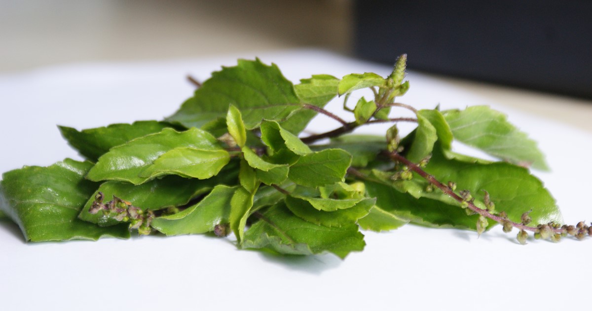Holy Basil - used in many Thai dishes